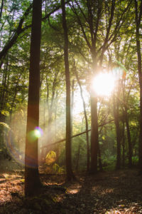 Forest, trees Forest, trees